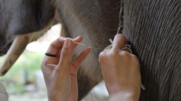 Gabby Wild - Wildlife Veterinary Medicine & Eco-Fashionista | Sumatran elephant (Elephas maximus sumatrensis), Acupuncture Therapy, Sumatra Indonesia