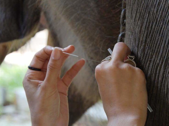 Gabby Wild - Wildlife Veterinary Medicine & Eco-Fashionista | Sumatran elephant (Elephas maximus sumatrensis), Acupuncture Therapy, Sumatra Indonesia
