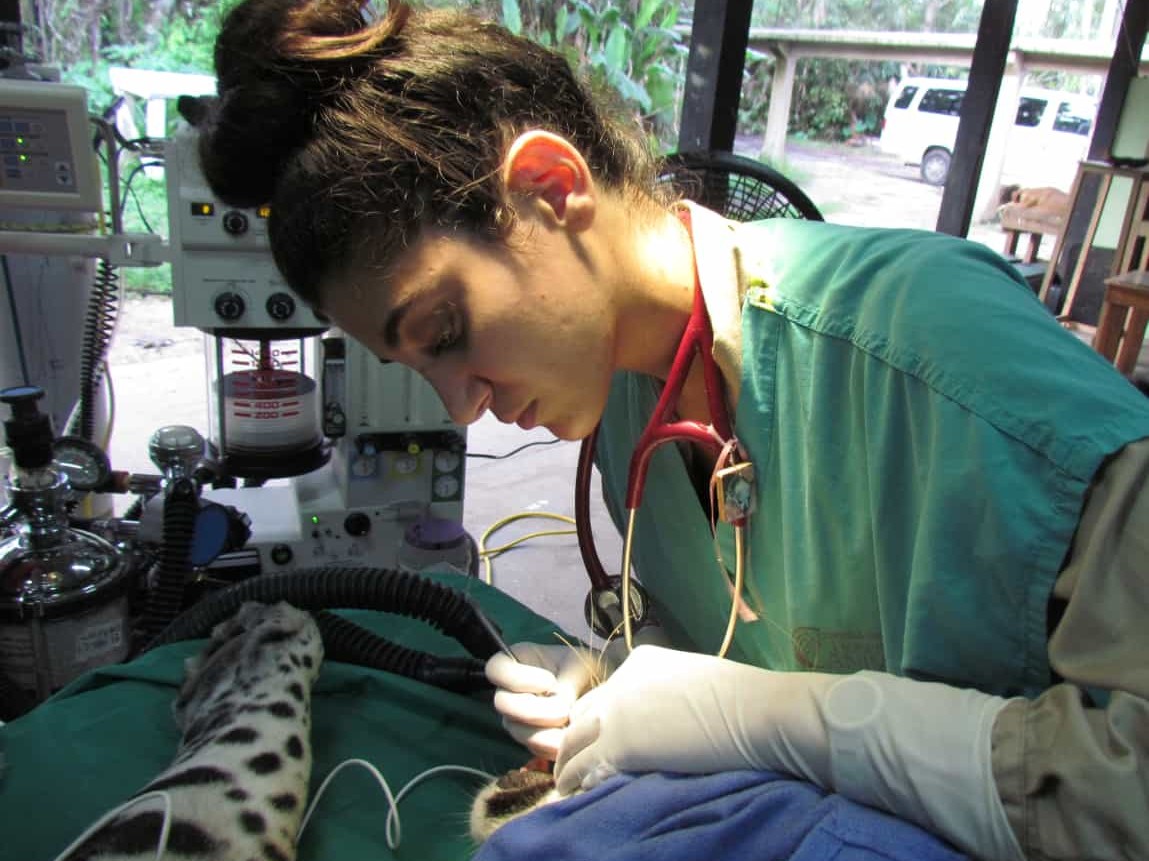 Gabby Wild - Wildlife Veterinary Medicine & Eco-Fashionista | Jaguar (Panthera onca), root canal surgery, Belize
