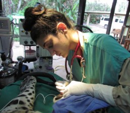 Gabby Wild - Wildlife Veterinary Medicine & Eco-Fashionista | Jaguar (Panthera onca), root canal surgery, Belize