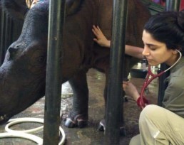 Gabby Wild - Wildlife Veterinary Medicine & Eco-Fashionista | Sumatran rhinoceros (Dicerorhinus sumatrensis), health check, Sumatra, Indonesia • Focusing on obstetrics, fertility, and reproductive health (theriogenology) for the conservation of endangered species
