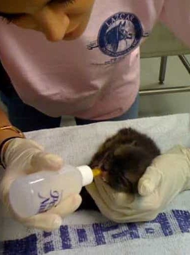Gabby Wild - Wildlife Veterinary Medicine & Eco-Fashionista | Red Fox (Vulpes Vulpes), Bottle-Feeding, New York
